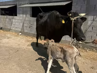 بقرة, Swiss cattle — الصورة 1