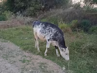 公牛, Holstein breed — 照片 1