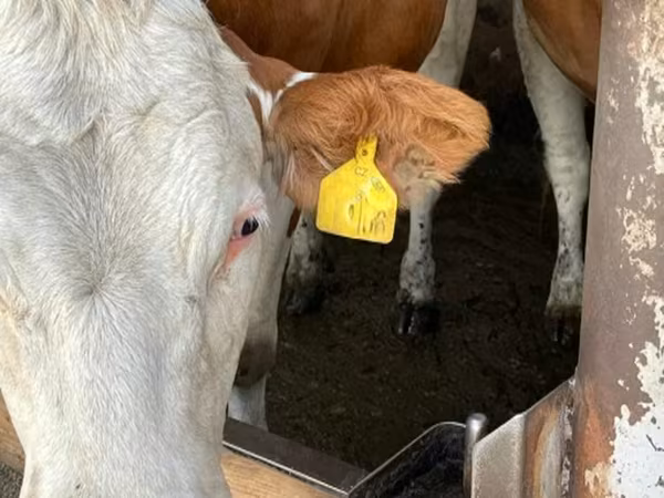 母牛, Simmental cattle — 俄罗斯