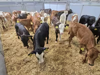 公牛, Cattle — 照片 8