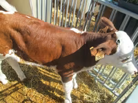 Cow, Montbéliarde — photo 1