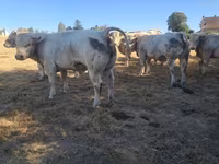 公牛, Cast cow — 照片 2