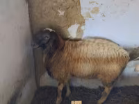 公羊, Sheep — 照片 2