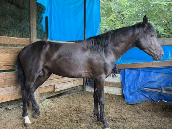 公马, French Trotter