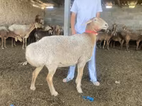 Sheep, Sheep — photo 2