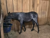母马, Rocky Mountain Horse — 照片 8