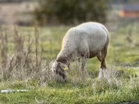 نعجة, Katum sheep — الصورة 1