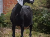 Goat, Nubian Goat — photo 6