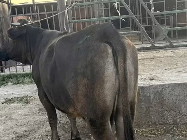 母牛, Cattle — 吉尔吉斯斯坦