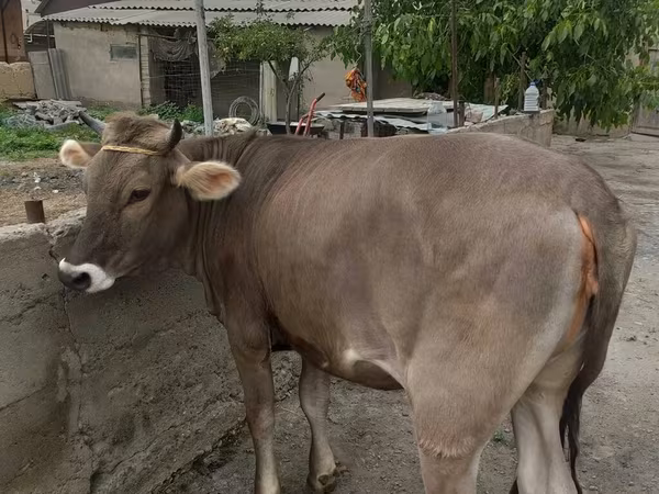 Swiss cattle