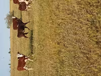 Toro, Vaca kazaja de cabeza blanca — foto 1