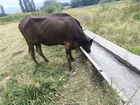 Cow, Cattle — photo 1