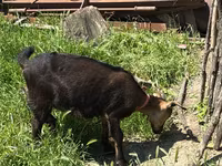 Cabra, Nubian Goat — foto 5