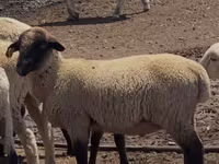 كبش, Hampshire sheep — الصورة 1