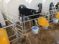 公牛, Swiss cattle — 照片 2