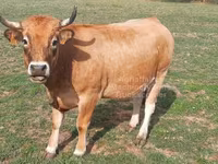 母牛, Aubrac cattle — 照片 6