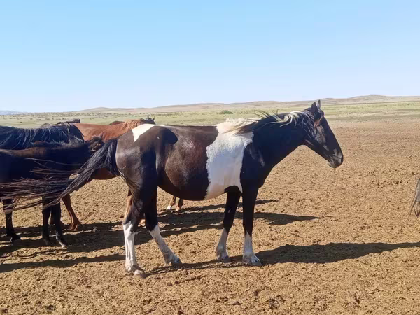 母马, Pinto horses — 哈萨克斯坦