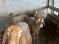 Oveja, Arashan sheep — foto 2