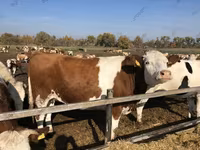 母牛, Red-spotted breed — 照片 1