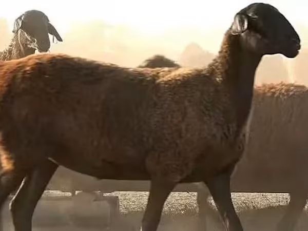 Sheep, Edilbay sheep