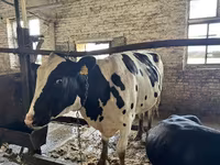 母牛, Holstein breed — 照片 5