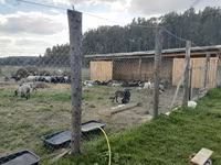 Ram, Romanov sheep — photo 6