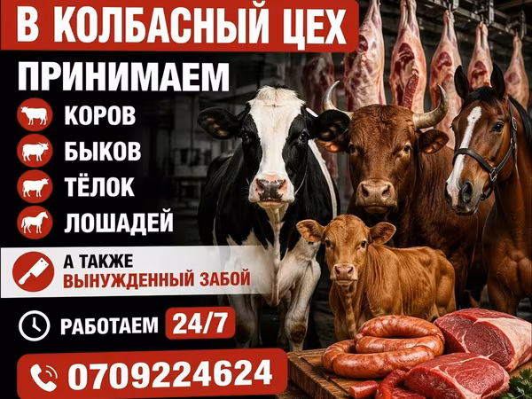 Туша, Самовывоз