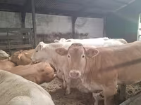 母牛, Blonde d’Aquitane cattle — 照片 2