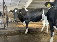 母牛, Holstein breed — 照片 5
