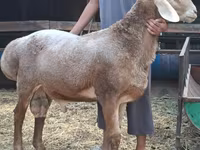 Ram, Arashan sheep — photo 1