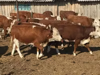 Bull, Cattle — photo 3
