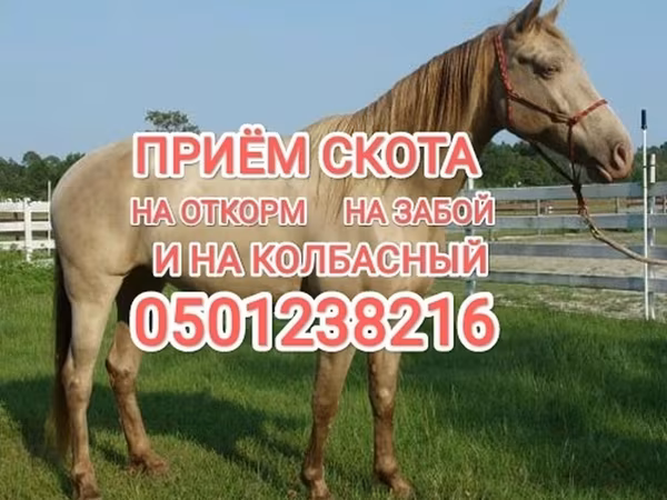 公马, Horses
