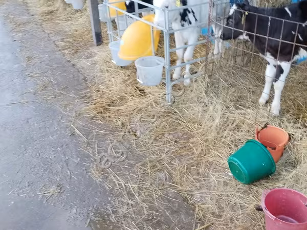 公牛, Holstein breed