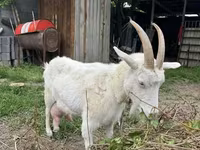Goat, Goats — photo 1