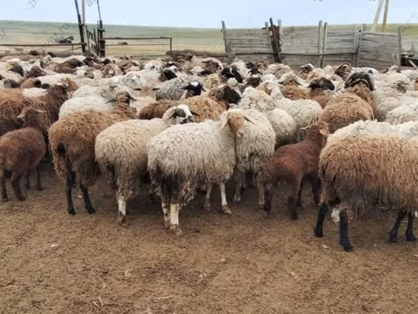 公羊, Precoce sheep