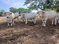 母牛, Charolais cattle — 照片 7