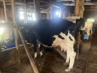 Vaca, Ganado vacuno — foto 1