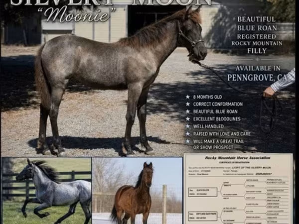 母马, Rocky Mountain Horse