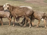 公羊, Hissar sheep — 照片 6