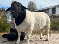 Carnero, Dorper sheep — foto 4