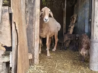 母羊, Baerchuke sheep — 照片 1