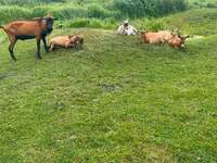 Ziegenbock, Nubian Goat — Foto 2