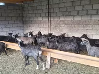 母羊, Sheep — 照片 2