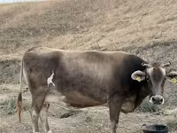بقرة, Ukrainian Brown Dairy Cattle — الصورة 4