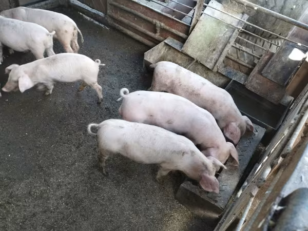 公猪, Pigs