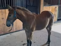 घोड़ा, Rocky Mountain Horse — फ़ोटो 8