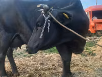 गाय, ऐरशायर — फ़ोटो 2