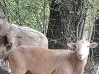 公羊, Katum sheep — 照片 1