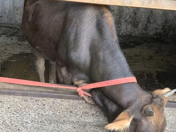 Vaca, Ganado vacuno — Kirguistán