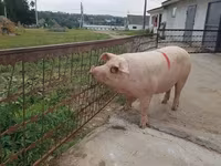 母猪, Pigs — 照片 4